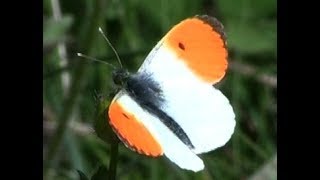 The Orangetip Anthocharis cardamines L [upl. by Verras]