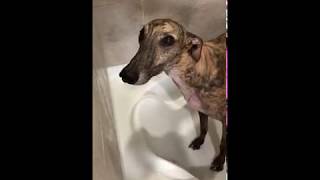 Greyhound Funny Stance While Taking a Bath [upl. by Eidob]