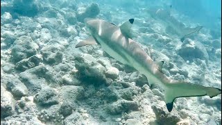 SNORKELLING MALDIVES 2024  Nalaguraidhoo  Ari Atoll [upl. by Nymrak579]