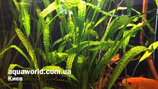 Криптокорина апоногетонолистная Cryptocoryne aponogetifolia [upl. by Mw]