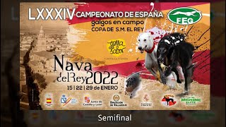 quot SEMIFINALES Campeonato de España de Galgos quot [upl. by Goober]