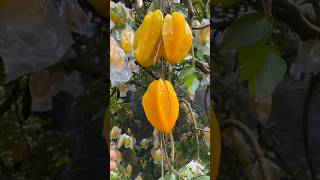 Averrhoa carambola Linn ll Chinese gooseberry ll Carambola fruit [upl. by Cressida]