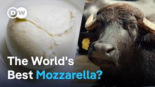 How buffalo mozzarella is made in Italy [upl. by Arvy]