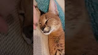 Serval Caracal kitten hybrid Sleepy Kitty Caraval baby cat [upl. by Halsey]