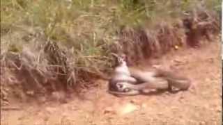 Eastern Brown Snake Kills and Eats a Bluetongue [upl. by Farrington578]