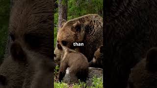 3 Cool Facts About Grizzly Bear Cubs wildlife naturelovers facts fascinatingfacts GrizzlyBears [upl. by Idnyl]