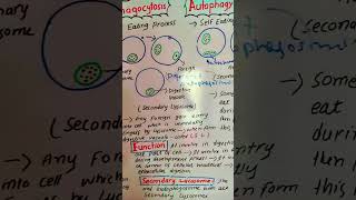 phagocytosis autophagy biology cellbiology scienceeducation [upl. by Einegue77]