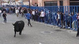 Aldeamayor de San Martin VA Encierro con Toros del Villazgo [upl. by Ardnwahs]