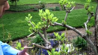 How to Prune Tree Hydrangea 2 of 3  Hydrangea paniculata  Newtown CT Garden Maintenance [upl. by Enelrac942]