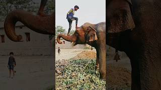 Please sporrt me 🙏👍 elephant animals funny shorts youtubeshorts love sad viralvideo status [upl. by Adara]