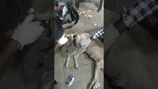 Dogs Treatment at Karnal [upl. by Aitekram]