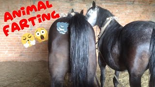 🙀 Try to Close your nose 😹 Funny Animal Farting Compilation [upl. by Oniluap529]