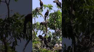 So many birds in the tree  animalworld naturalbeauty birds shorts [upl. by Leiria]