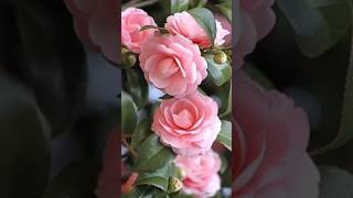 Camellia flower Care gardening houseplants flowers [upl. by Fridlund75]