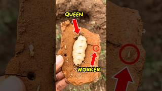 Why Termite Queens Are Massive😱 [upl. by Kannav846]