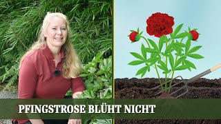 Warum blüht meine Pfingstrose nicht Mögliche Ursachen und Tipps für mehr Blüten [upl. by Joelynn409]