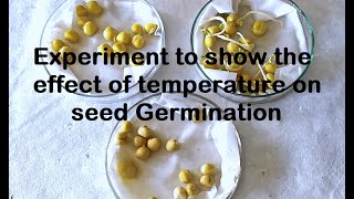 Effect of Temperature on Germination Experiment [upl. by Black]