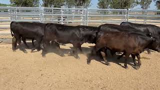 Carbene Grazing Vendor Bred Ultra black heifers 286kg 81124 [upl. by Pappas]