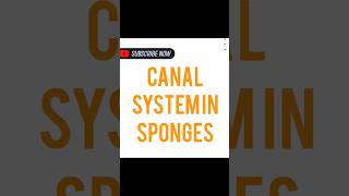 CANAL SYSTEM IN SPONGES [upl. by Kilah]