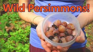 Wild Persimmons Foraging and Cooking with them [upl. by Okubo]