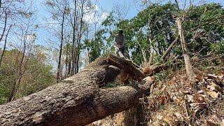 Extreme Cut down 3 trees in a tough place ‼️ [upl. by Sirraf]