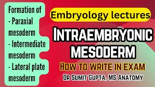 Intraembryonic mesoderm and its derivatives  General embryology [upl. by Brear]