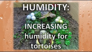 Increasing humidity in tortoise enclosures  happytortoises [upl. by Christiana]