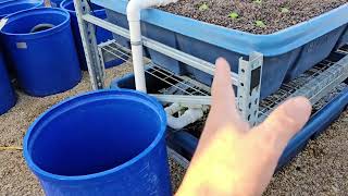 Update on the Aquaponic System Research Lettuce [upl. by Schrader]