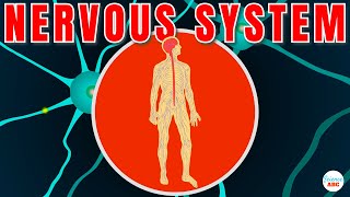 Nervous System Explained In Simple Words [upl. by Craggy]