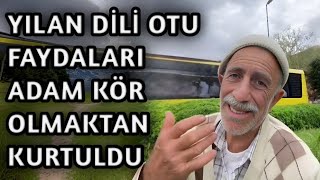 Yılan Dili Otu Faydaları  adam kör olmaktan kurtuldu [upl. by Ransell517]