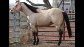 AQHA Buckskin Stallion Mr Two Eyed Red Buck [upl. by Henrieta]