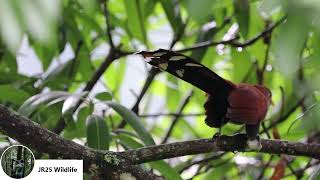 Cuco Ardilla Canto y Cortejo [upl. by Narcis40]