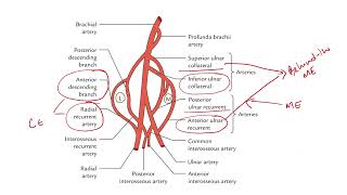 ANASTOMOSIS AROUND THE ELBOW  cubital anastomosis  collateral branches  recurrent branches [upl. by Anayd]