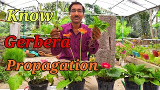 How to Propagate GERBERA Plants [upl. by Ardnola]