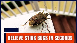 Best Ways To Get Rid Of Stink Bugs Instantly Super Effective Easy Methods [upl. by Assert662]