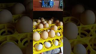 56 eggs automatic incubator [upl. by Cheryl]