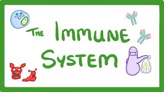 GCSE Biology  Immune System Defences Against Pathogens 38 [upl. by Srini614]