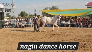 Nagin dance white horse।।ghoda dance।।horse wala dance [upl. by Alletniuq]