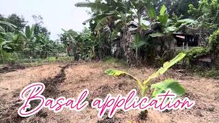 PAG APPLY NG HERBICIDE  GRASS ZERO herbicide grasszero talong farmer bohol up [upl. by Meer108]