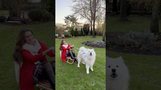 Bentley vs Samoyed 🐕🛷 bentley samoyed dog fun comedy [upl. by Blader]