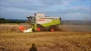 Roggen Dreschen 2014 mit Claas Lexion 550 und Massey Ferugson 3085 New Holland TL 90 [upl. by Panther730]