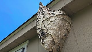 UNICORN Hornet Nest Wasp Nest Removals [upl. by Veno375]