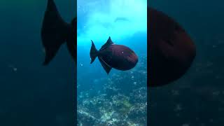 Undersea Wildlife  Galápagos Islands  Lindblad Expeditions [upl. by Ahilam]