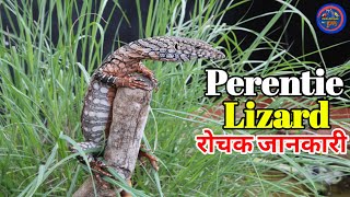 The Perentie Lizard  perentie monitor lizard facts  perentie lizard wildlife documentary in hindi [upl. by Nydia]