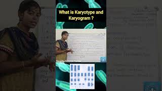 Karyotype and Karyogram deepikasciencecorner karyotype karyogram biology class10science [upl. by Py950]