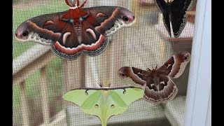 Giant Moths [upl. by Rawdin708]