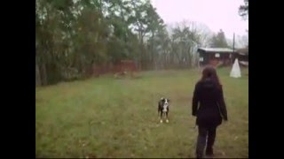 Appenzeller Sennenhunde  training [upl. by Atkins]