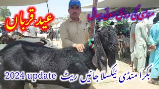 Fariday Taxila Bakra Mandi Latest Update 31 May 2024nay rate bakro ky [upl. by Noyes778]