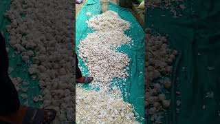 Garlic seeds 🧄 garlic farming 🔥 agriculture satisfying shot [upl. by Euphemiah]