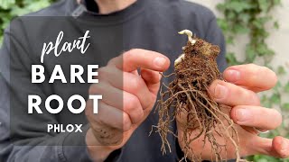 Planting Bare Root Phlox  Perennial Garden [upl. by Wichern]